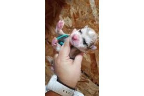 成約済の北海道のその他の犬種-45160の4枚目
